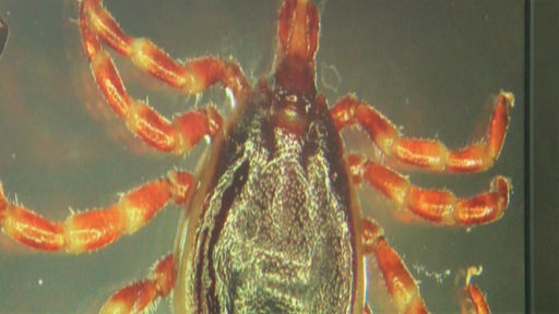 Tigermücke und Riesenzecke – Wie gefährlich sind Invasive Insektenarten?