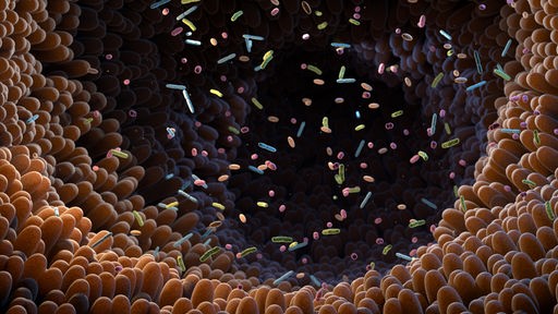 Grafik: Blick in den menschlichen Darm mit zahlreichen Darmzotten und zahlreichen Mikroorganismen.