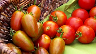 verschiedene rote Tomaten in einem Bastkörbchen.