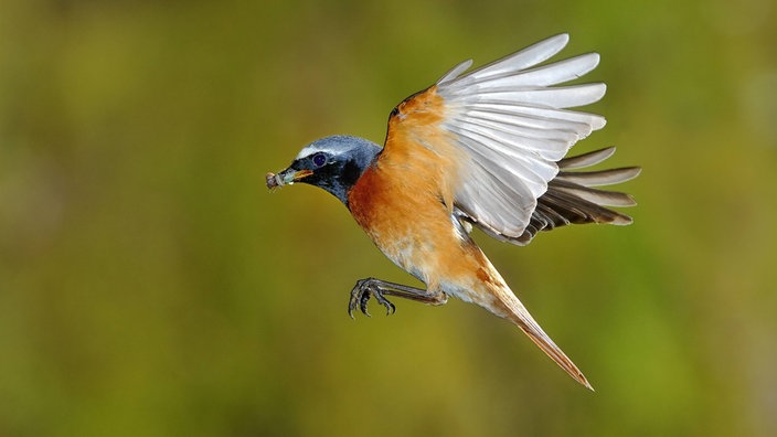 Fliegender Gartenrotschwanz