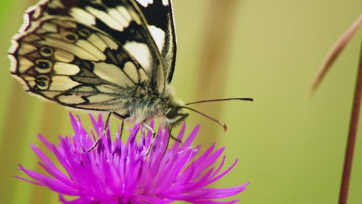 Ein Schmetterling sitzt auf einer Blüte und trinkt Nektar.