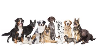 Gruppenbild mit Hunden ganz unterschiedlicher Rasse vor weißem Hintergrund.