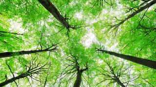 Weitwinkelaufnahme: Blick nach oben auf das grüne Kronendach eines Waldes vor hellem Himmel.