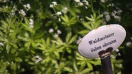 Kräuterbeet mit einem Emailleschild 'Waldmeister'.
