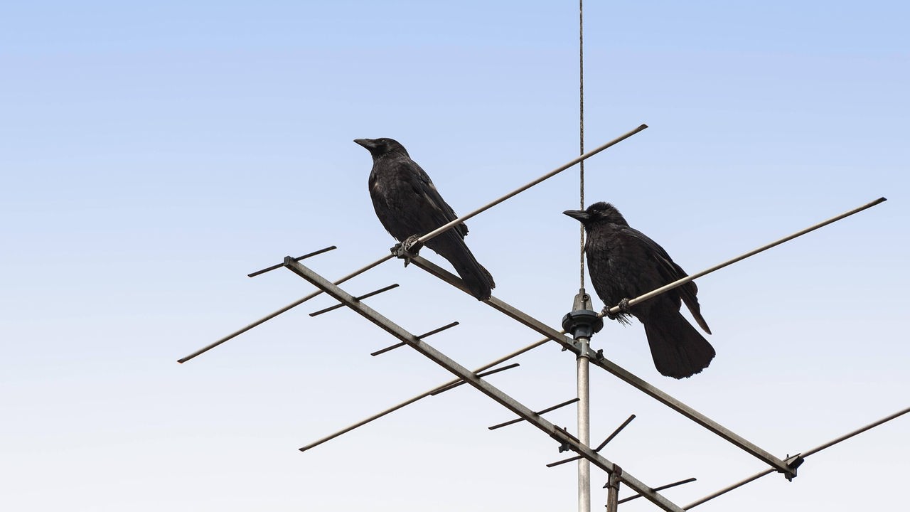 Zwei Saatkrähen (Corvus frugilegus frugilegus) sitzen nebeneinander auf einer Antenne.