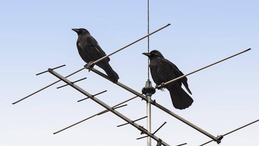 Zwei Saatkrähen (Corvus frugilegus frugilegus) sitzen nebeneinander auf einer Antenne.