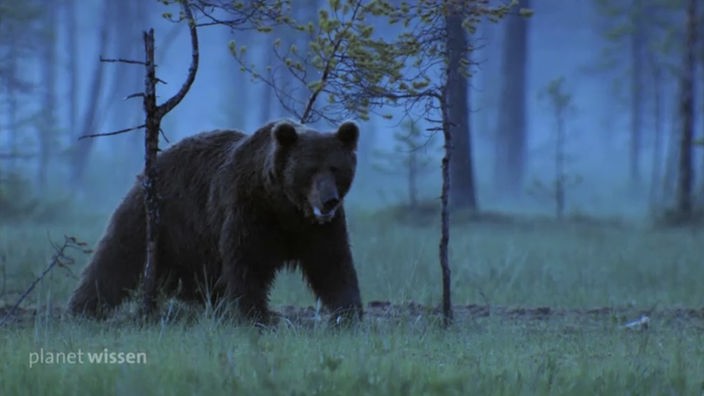 Ein Bär im sibirischen Wald