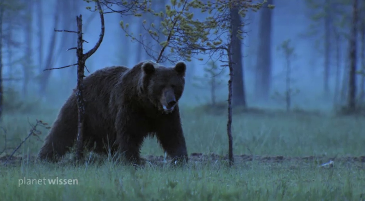 Ein Bär im sibirischen Wald