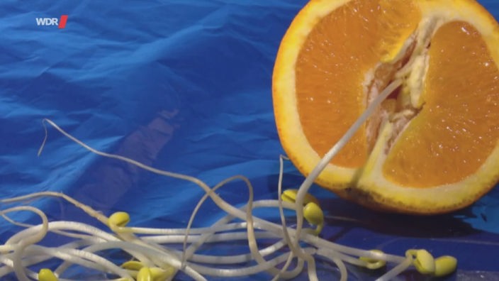 Sinnbild: Eine Sojasprosse dringt in eine halbe Orange ein