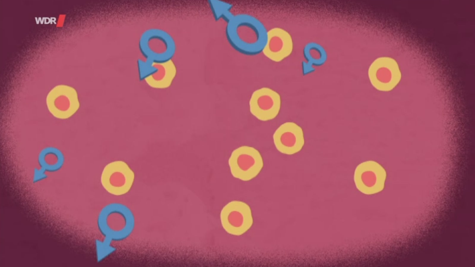 Computergrafik: Hormonelle Entwicklung im Embryo