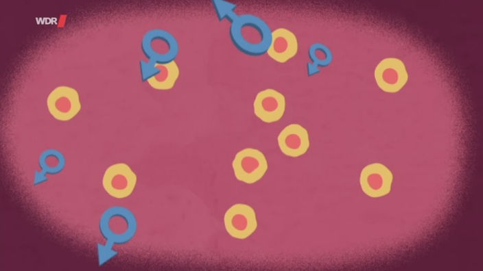 Computergrafik: Hormonelle Entwicklung im Embryo