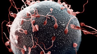 Mikroskop-Aufnahme von menschlichen Spermien auf einer Eizelle