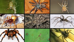 Neun Bilder verschiedener Spinnen