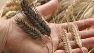 Emmer und Einkorn liegen auf Handfläche.