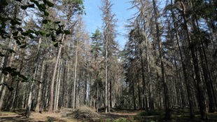 Abgestorbene Nadelbäume auf dem Fliegerberg/Katzenberg bei Hohenfelden.
