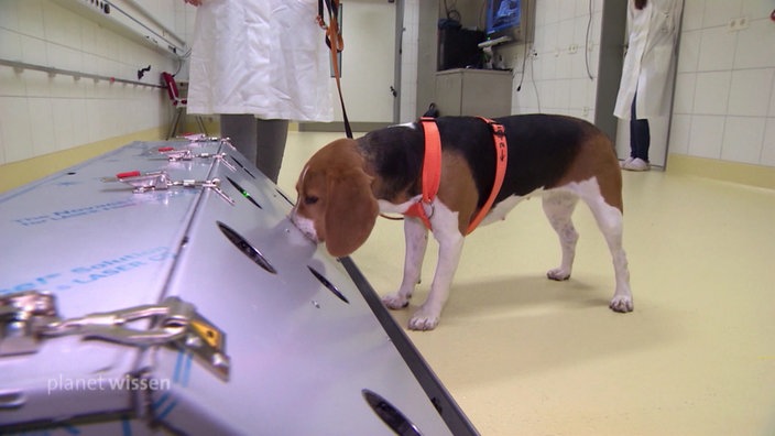 Ein Hund schnüffelt in der kreisrunden Öffnung eines Metallbehälters. | Bildquelle: SWR Freeze Ein Hund schnüffelt in der kreisrunden Öffnung eines Metallbehälters.
