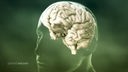 Grafik: Transparenter Kopf eines Menschen, in dem deutlich das Gehirn zu erkennen ist.