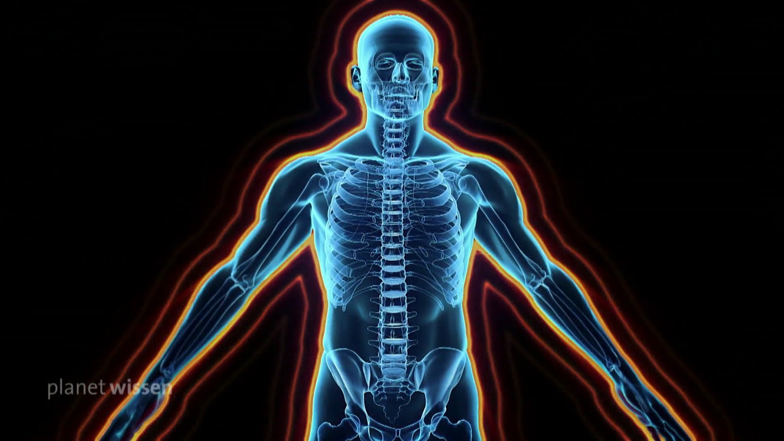 Grafik: Transparenter Oberkörper eines Menschen, in dem die Knochen zu erkennen sind.