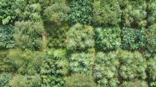 Luftaufnahme einer Baumschule mit unterschiedlichen Baumarten.