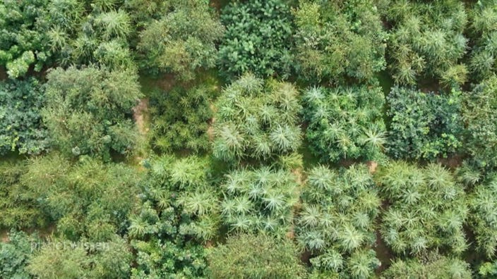 Luftaufnahme einer Baumschule mit unterschiedlichen Baumarten.