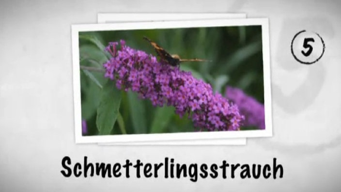 Foto von dem Schmetterlingsstrauch mit einem Schmetterling darauf.