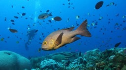Fische im Korallenriff.