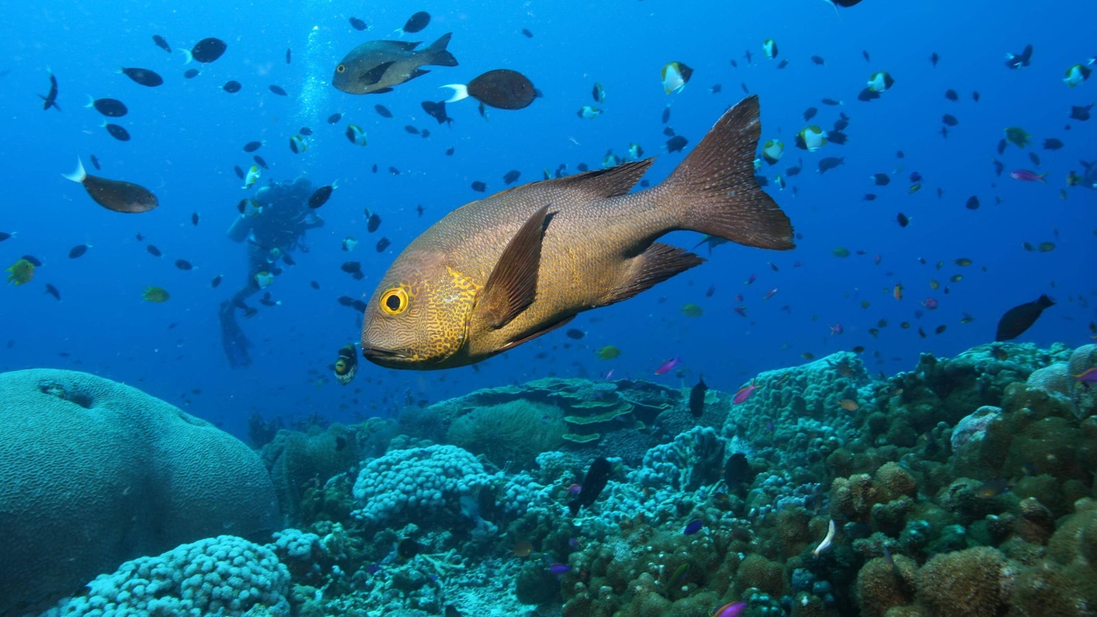 Fische und Taucher in einem Korallenriff im Pazifischen Ozean.