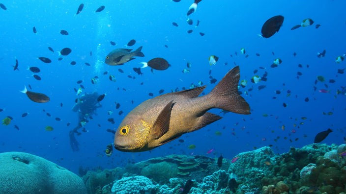 Fische und Taucher in einem Korallenriff im Pazifischen Ozean.
