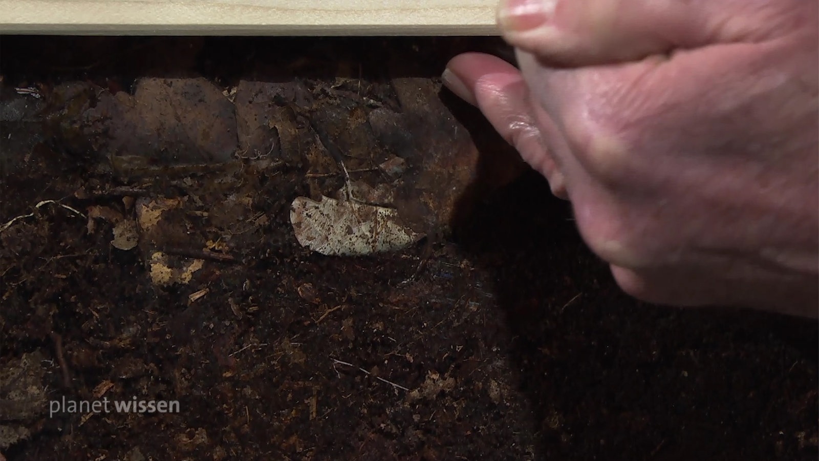 Ein Stück Waldboden im Anschnitt mit einer Hand, die auf etwas zeigt.
