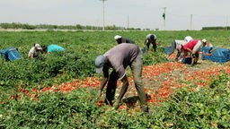 Arbeiter bei der Tomatenernte