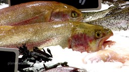 Forellen auf Eis in einer Fischtheke.