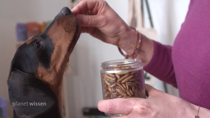 Ein Hund wird mit getrockneten Insektenlarven gefüttert.