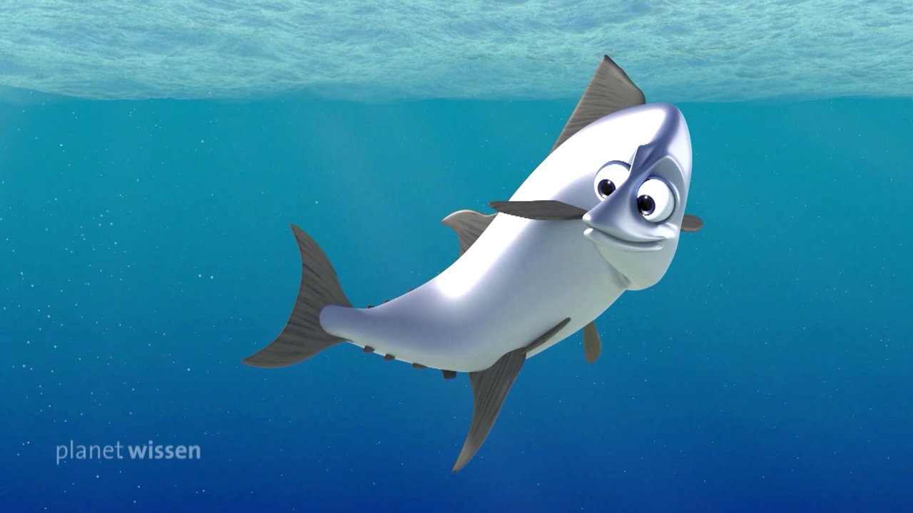 Die bunte Welt der Fische - Planet Wissen - Sendungen A-Z - Video -  Mediathek - WDR