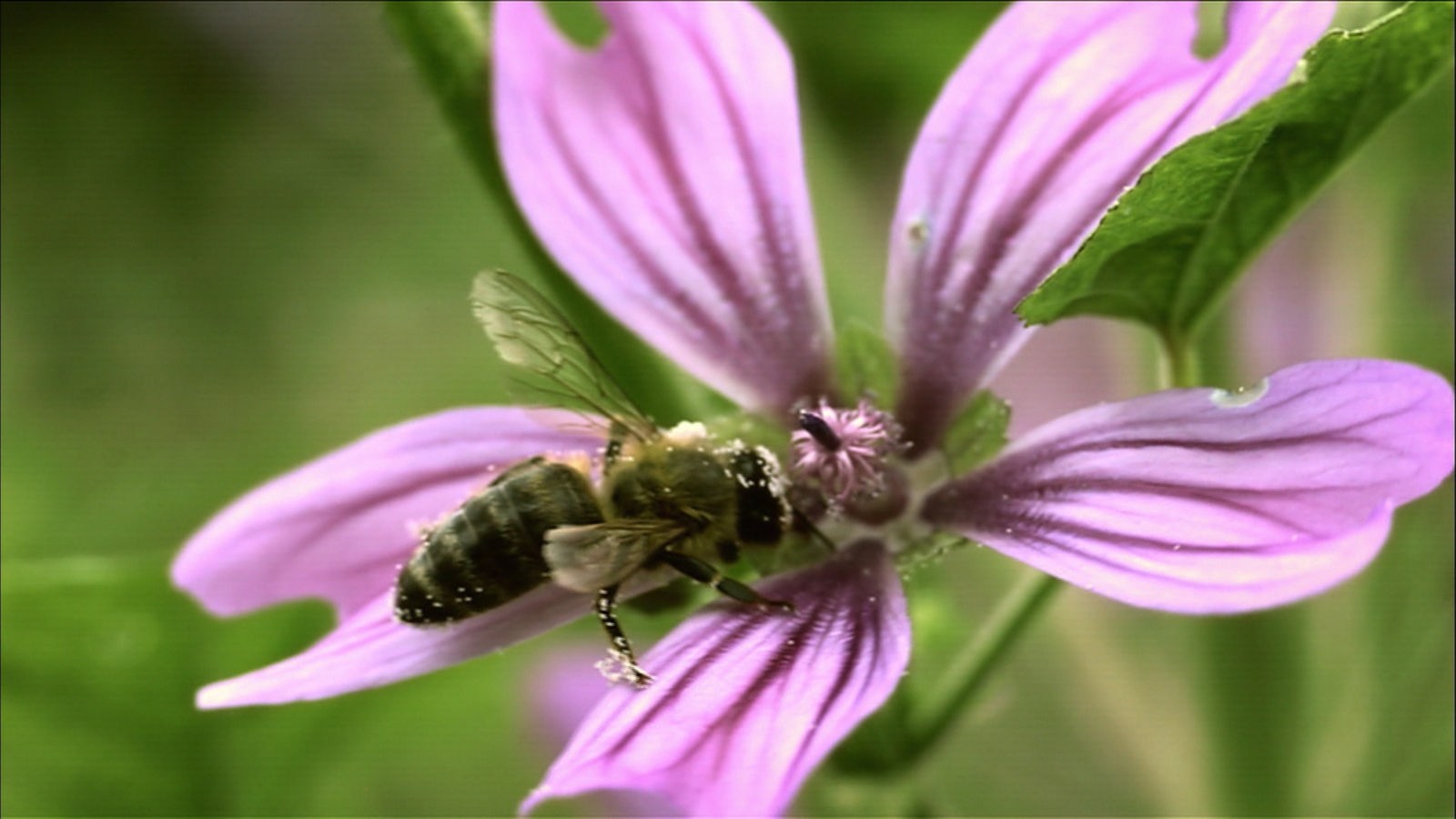 Eine Biene sitzt nektartrinkend auf einer lilafarbenen Blüte.