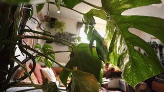 Blick durch die Blätter einer Zimmerpflanze auf ein Wohnzimmer voller Pflanzen.