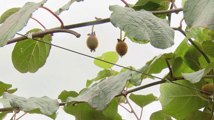 Georgische Kiwis 