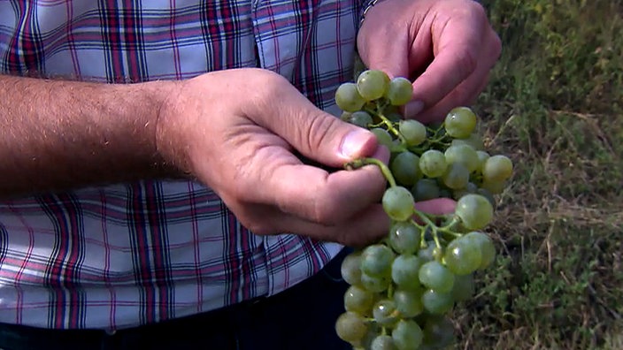 Weinanbau in Georgien