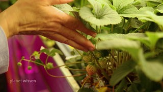 Eine Hand hebt die Blätter einer Erdbeerpflanze im Labor hoch, so dass die Frücht darunter zu sehen sind.