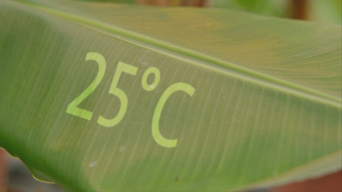 Ein großes Blatt auf dem 25 Grad Celsius geschrieben steht.