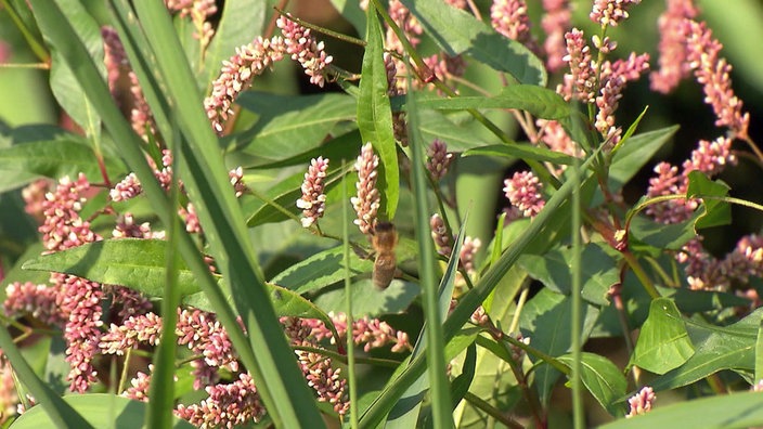 Blühendes Kraut an dem eine Biene an einer Blüte sitzt.