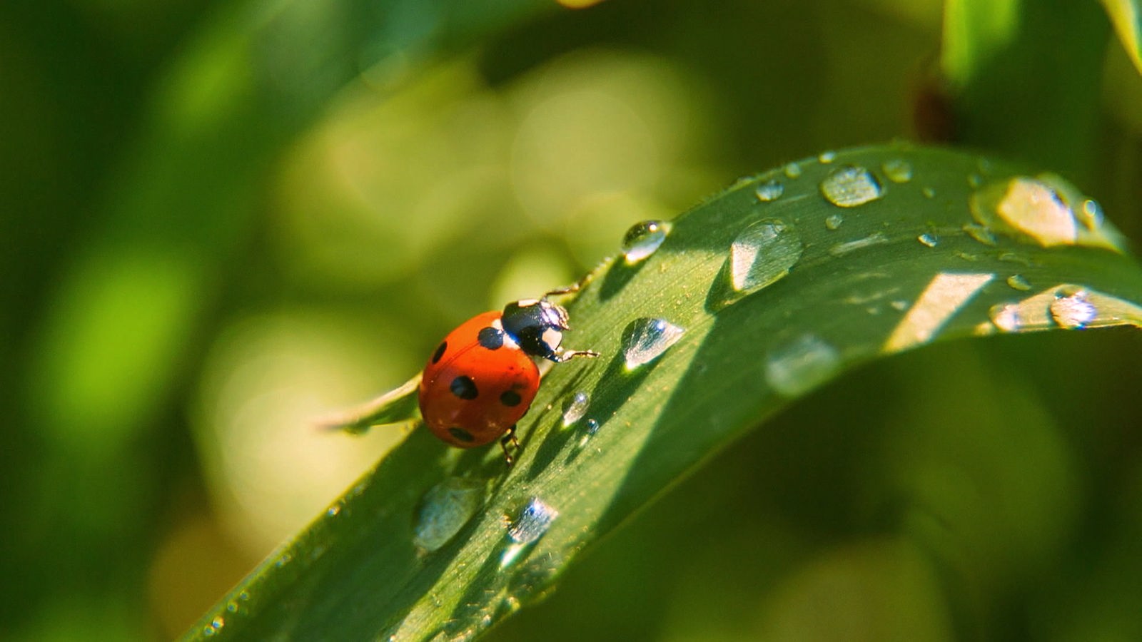Ein Marienkäfer auf einem Blatt mit zahlreichen Wassertröpfchen.
