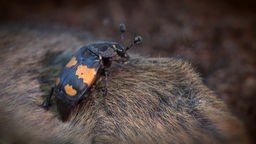 Ein Käfer sitzt auf einer toten Maus.