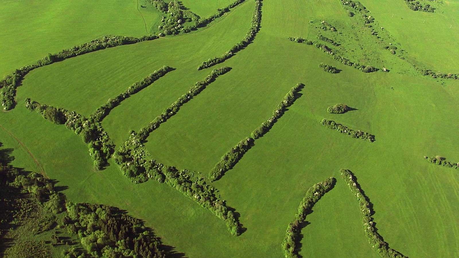 Luftaufnahme: Grüne Wiesenfläche, die von Heckenstreifen unterteilt ist.