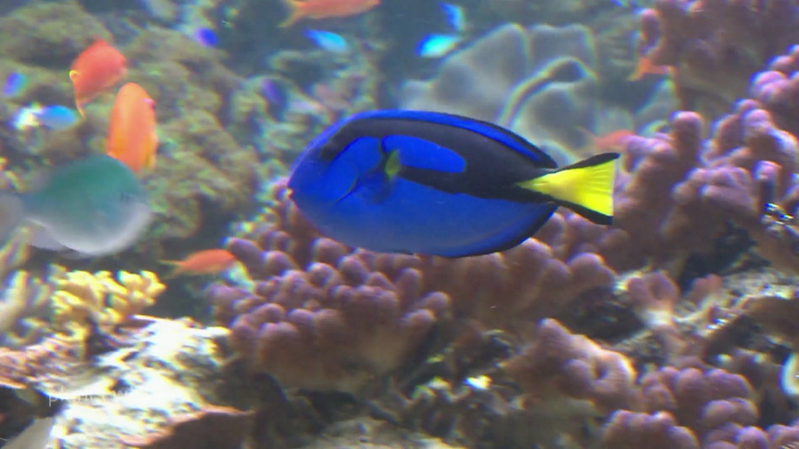 Ein strahlendblauer Paletten-Doktorfisch im Aquarium.