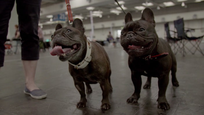 Zwei hechelnde französische Bulldoggen an der Leine in einer großen Halle.