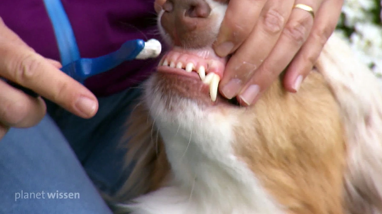 Eine Zahnbürste mit Zahncreme am Gebiss eines Hundes.