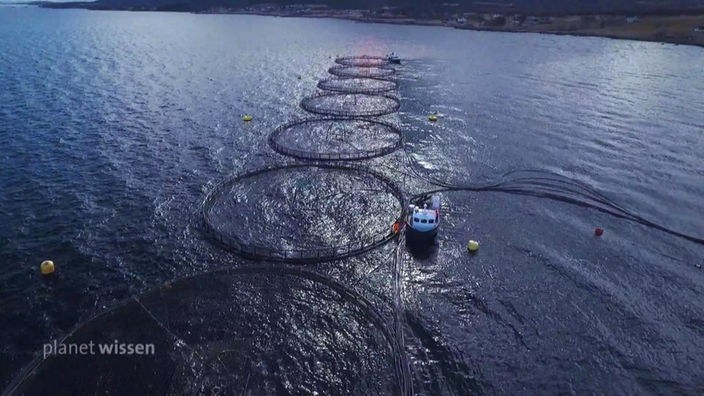 Luftaufnahme mehrerer Aquakulturbehälter die in einer Meeresbucht liegen.