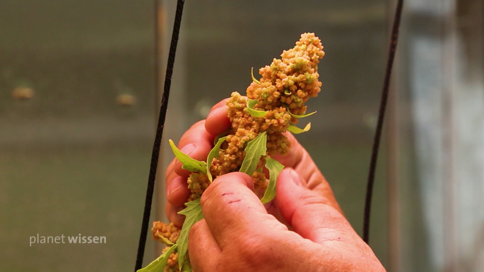 Laborsituation: Hände an der Blüte einer Quinoapflanze.