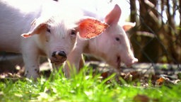 Zwei rosa Ferkel stehen im Sonnenschein auf Gras.