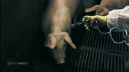 Ein Schwein im Stall auf Spaltenboden bekommt eine Injektion.